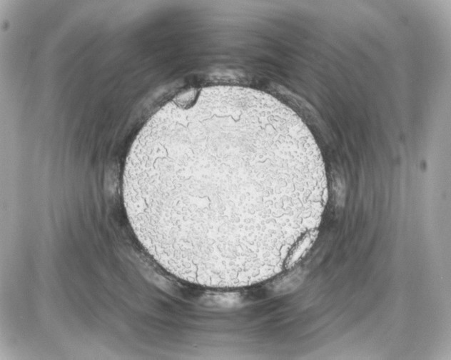 X0000085250665200704092050