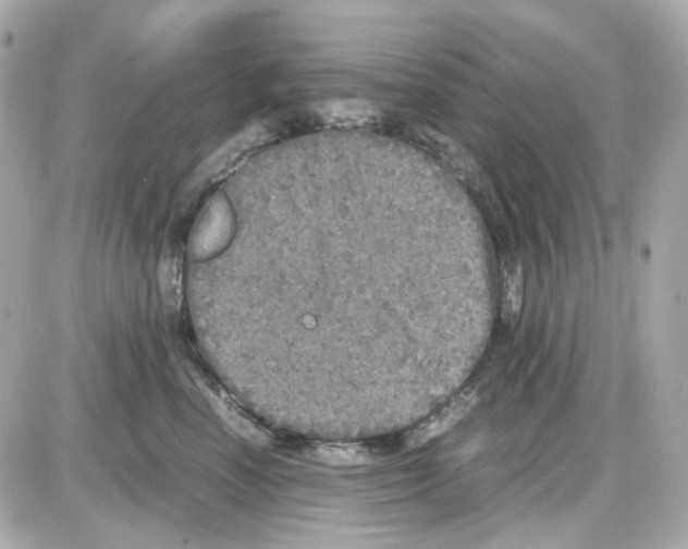 X0000085250666200704092050