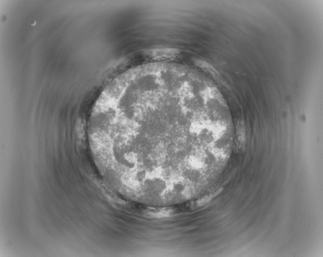 X0000085250667200704092050