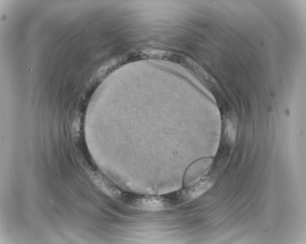 X0000085250668200704092050