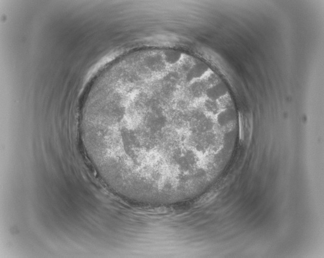 X0000085250675200704092049