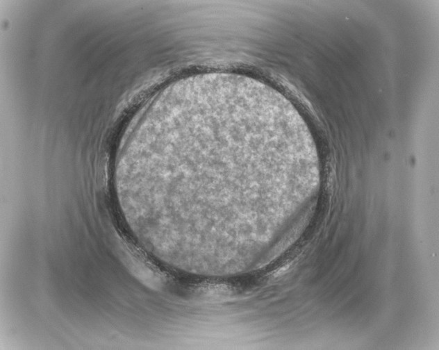 X0000085250685200704092049