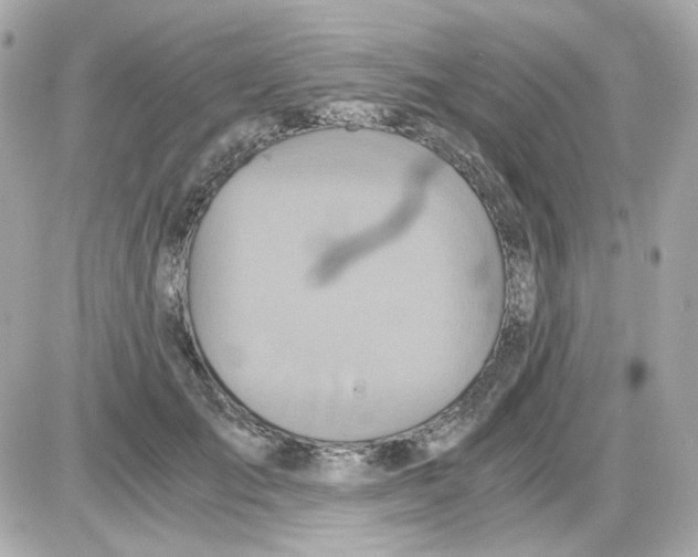 X0000085250701200704092049