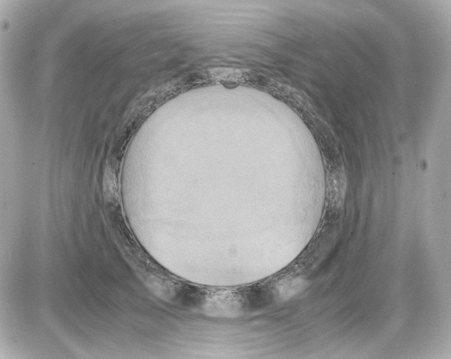 X0000085250705200704092049