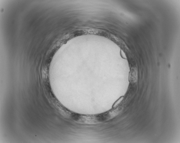 X0000085250713200704092049