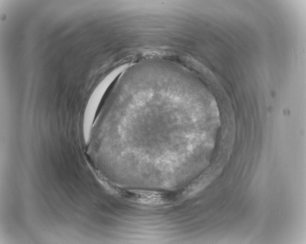 X0000085250720200704092049