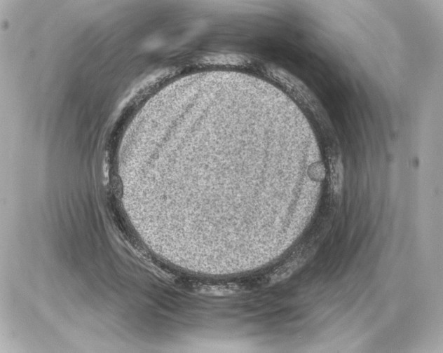 X0000085250731200704092048