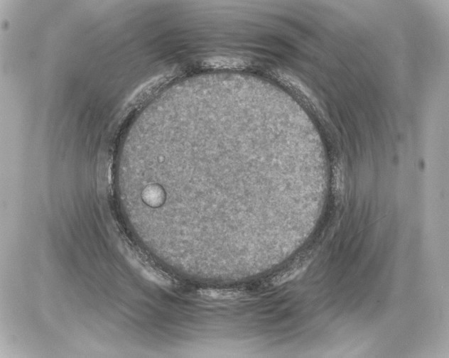 X0000085250733200704092048