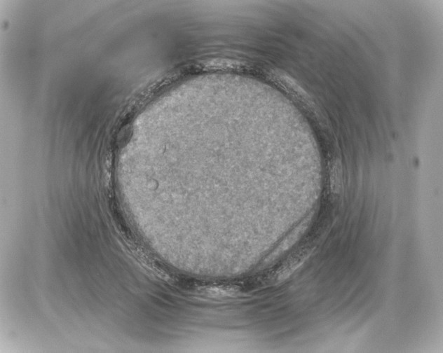 X0000085250737200704092048