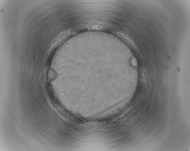 X0000085250738200704092048