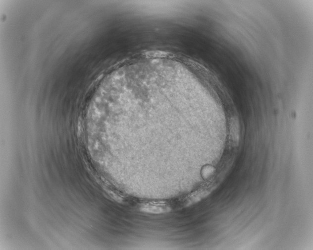 X0000085250761200704092049