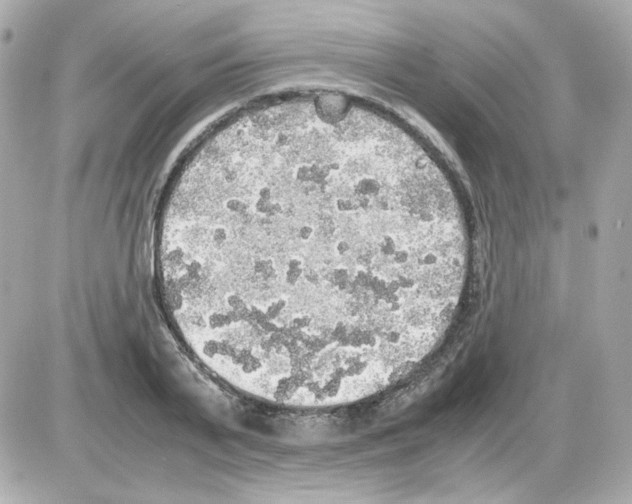 X0000085250791200704092047