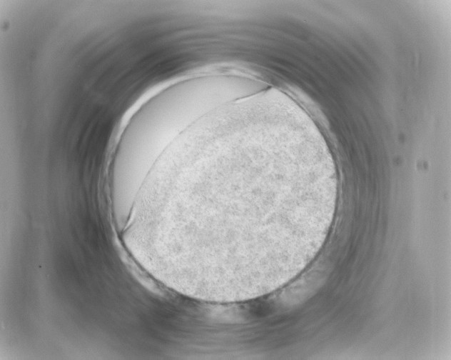 X0000085250816200704092047