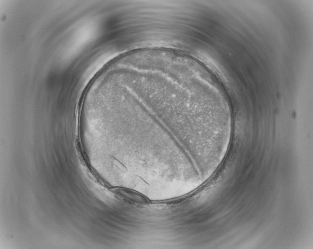 X0000085250844200704092047