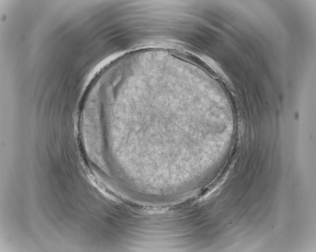 X0000085250846200704092047