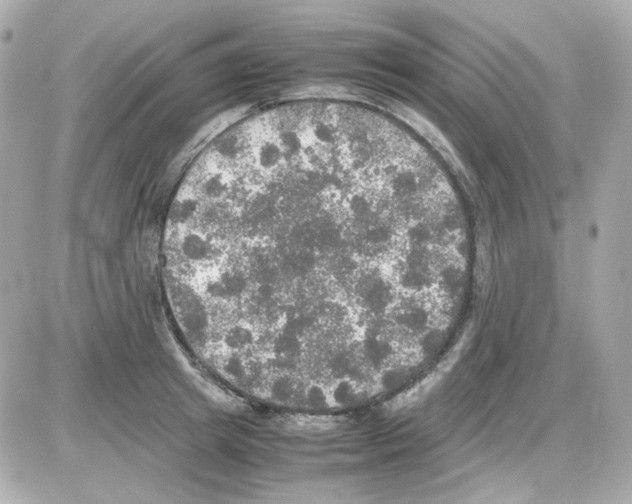 X0000085250849200704092047