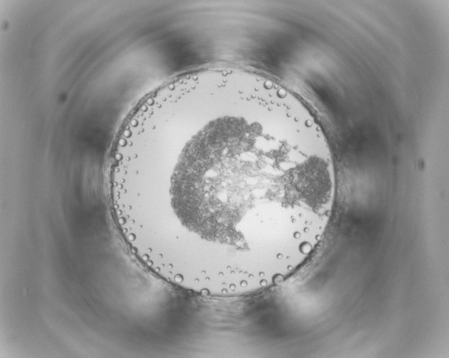 X0000085250856200704092047