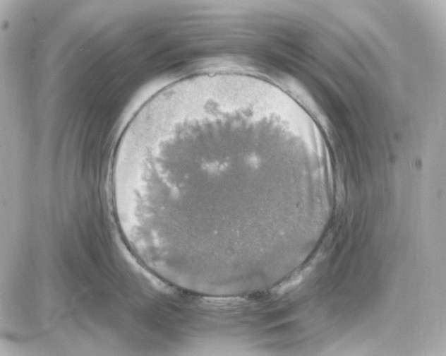 X0000085250863200704092047