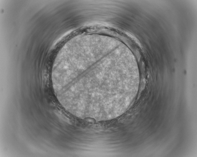 X0000085250872200704092046