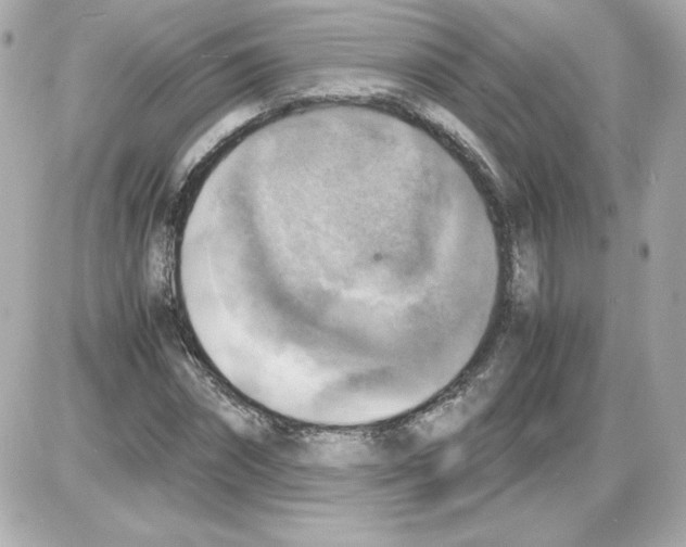 X0000085250874200704092046