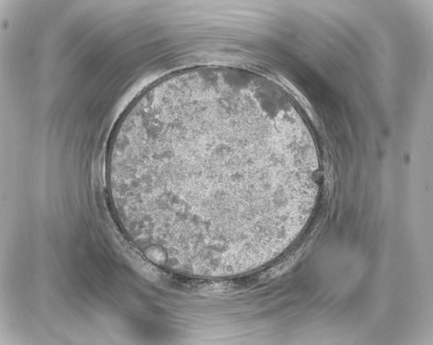 X0000085250891200704092046