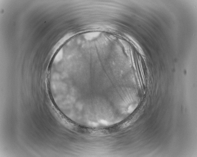 X0000085250899200704092046