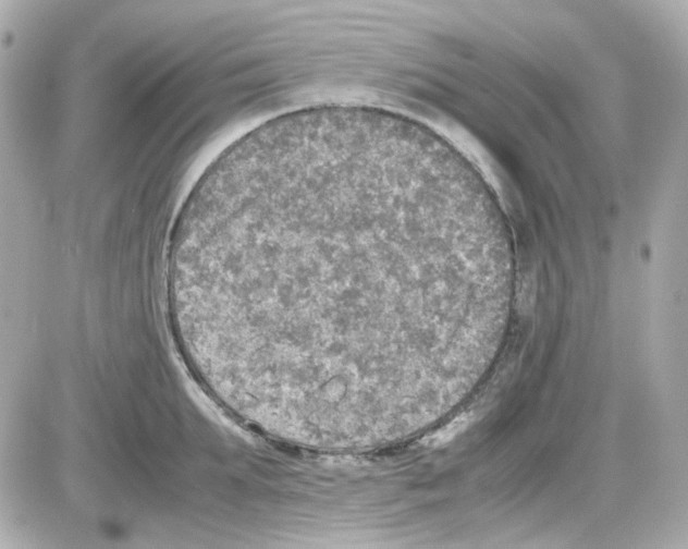 X0000085250903200704092046