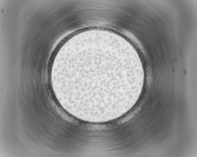 X0000085250924200704092045