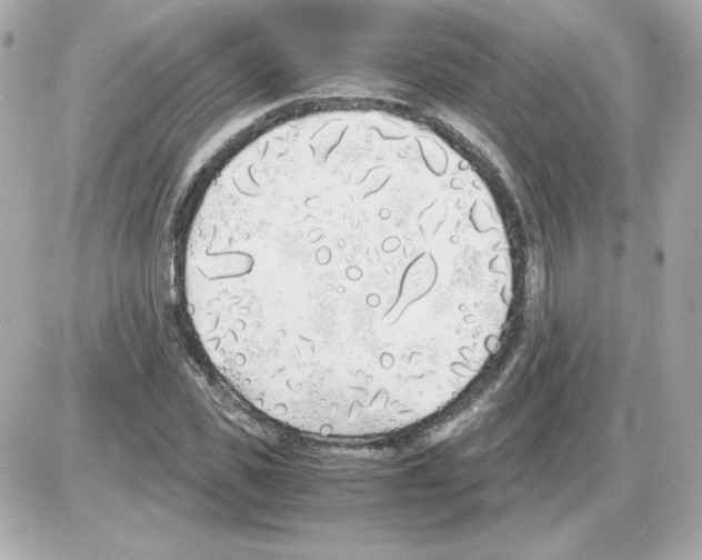 X0000085250925200704092045