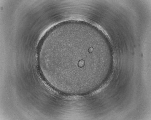 X0000085250926200704092045