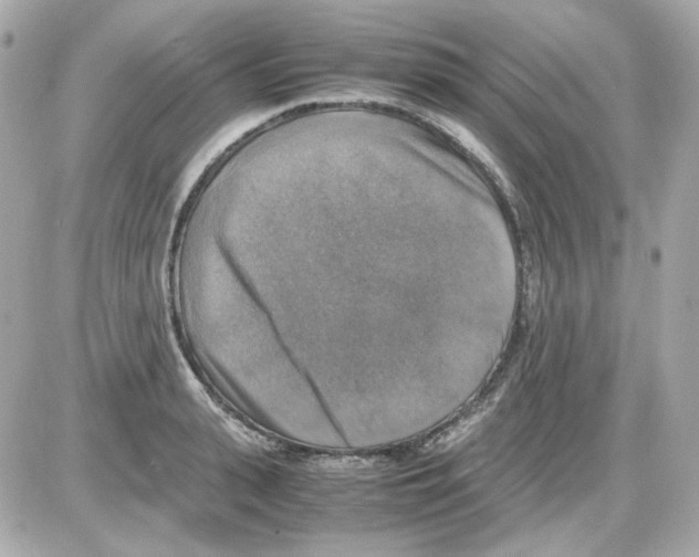 X0000085250943200704092045