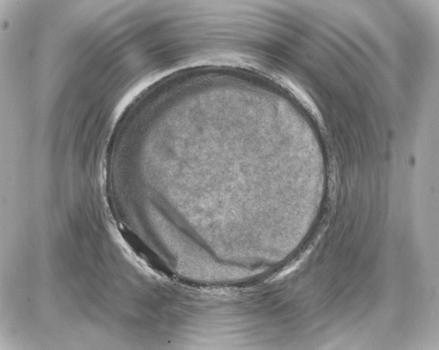 X0000085250944200704092045