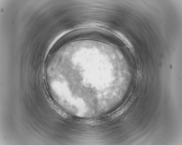 X0000085250948200704092045