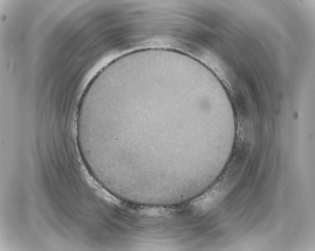 X0000085250950200704092045