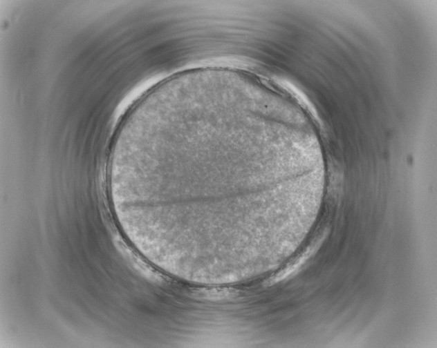 X0000085250952200704092045