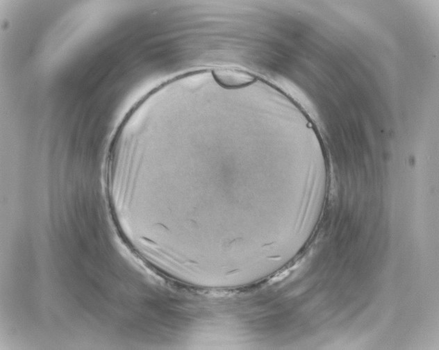 X0000085250958200704092045