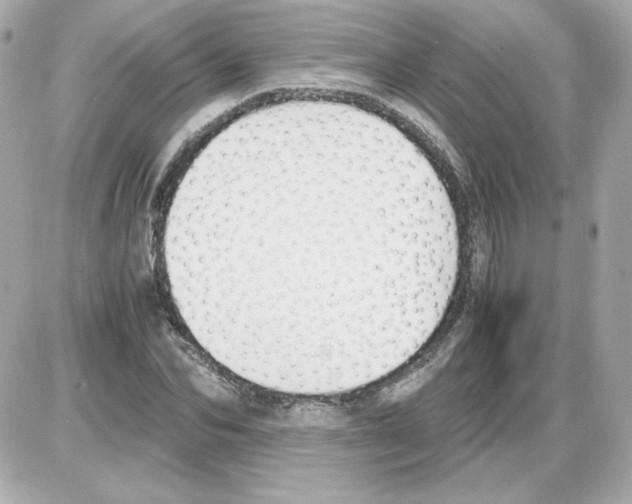 X0000085250974200704092044