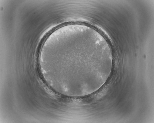 X0000085250975200704092044