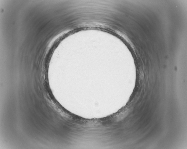 X0000085250979200704092044