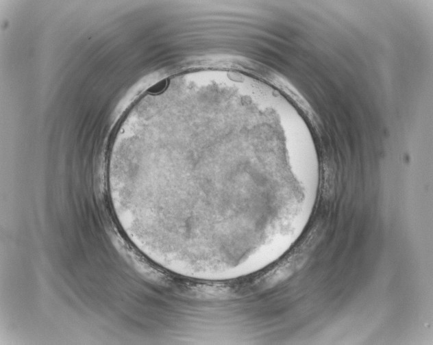 X0000085250994200704092044