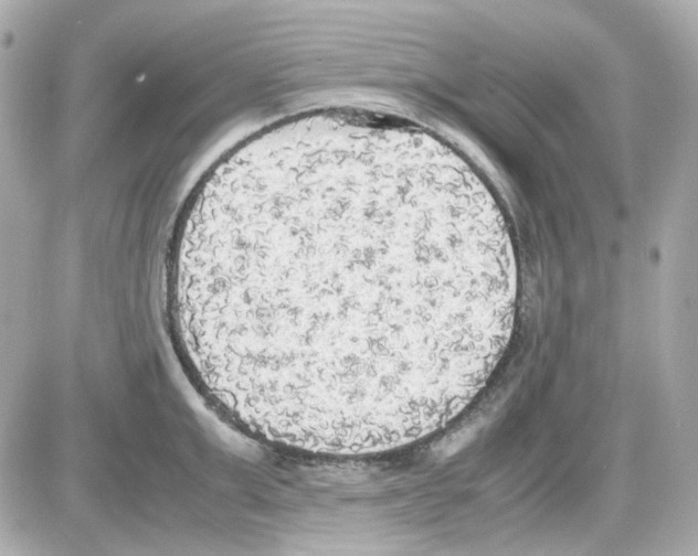 X0000085250999200704092044