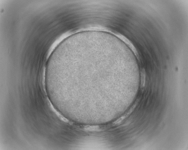 X0000085251006200704092044