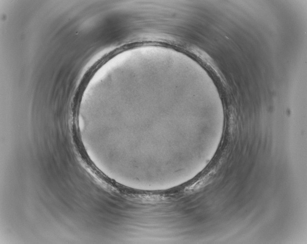 X0000085251024200704092043