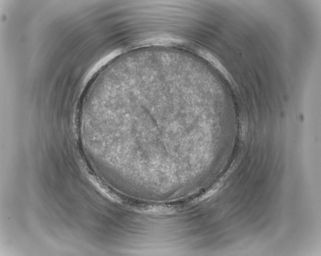 X0000085251026200704092043