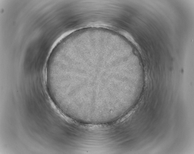 X0000085251032200704092043