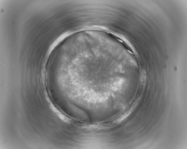 X0000085251054200704092044