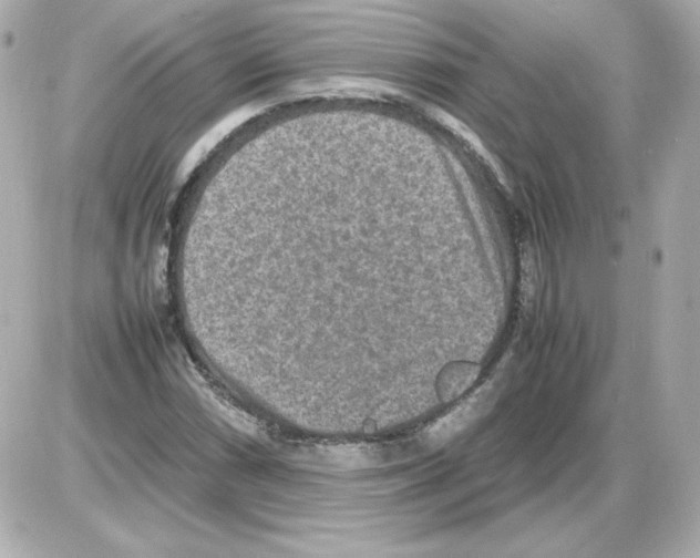 X0000085251066200704092043