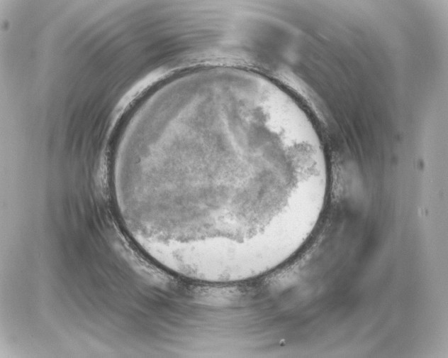 X0000085251074200704092043