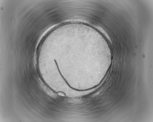 X0000085251076200704092043