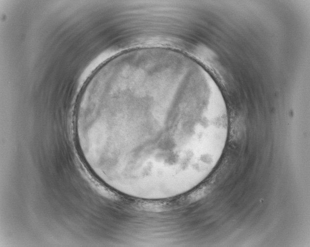 X0000085251086200704092043